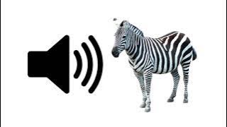 Zebra - Sound Effect | ProSounds