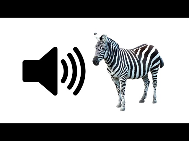 Zebra - Sound Effect | ProSounds class=