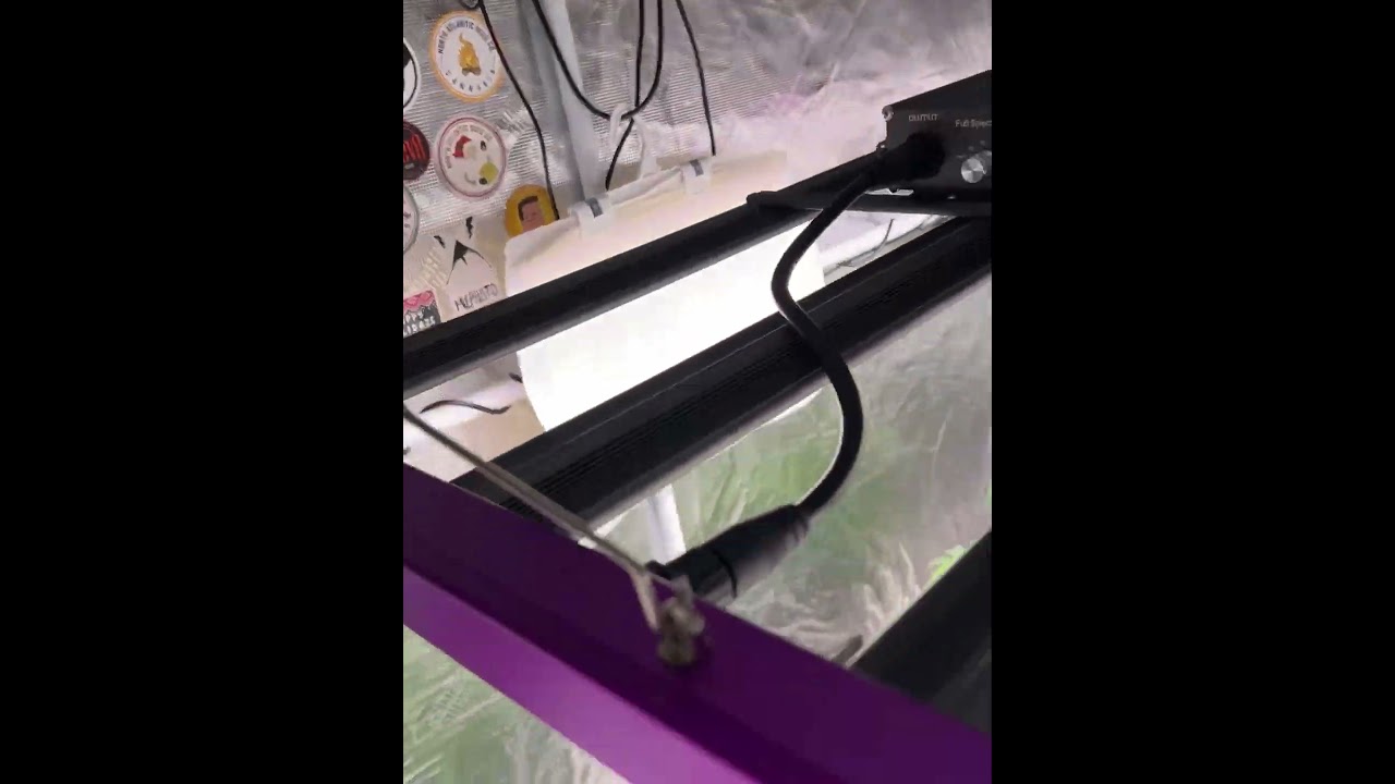 Current Op. Platinum Kush Breath Remix in 17 gal. Superponics XL12 with 4 Sour Stompers