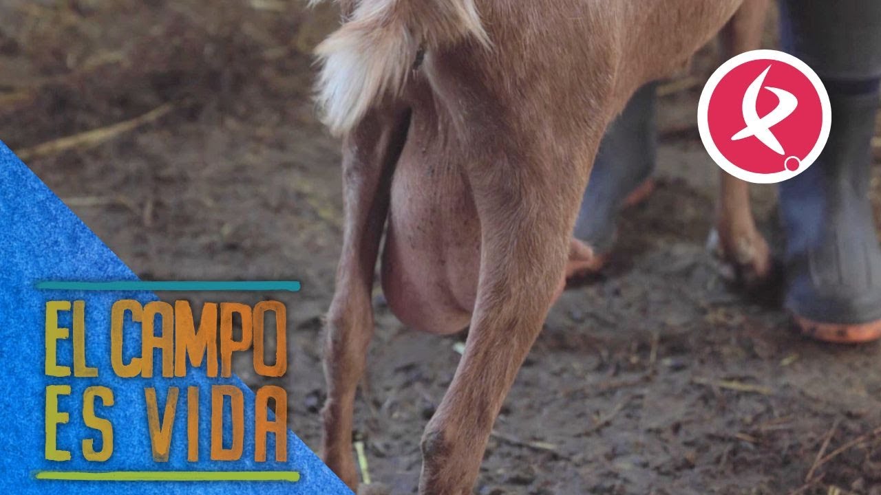 Verónica detecta un caso de mastitis en una de sus cabras | El campo es vida