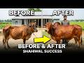 ক্ষতিকর ওষুধ ছাড়া মাত্র ৩ মাসে গরু মোটাতাজাকরণ A to Z গাইডলাইন |