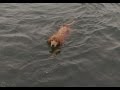 Elias taking a winter swim