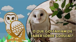 O que saber sobre corujas?