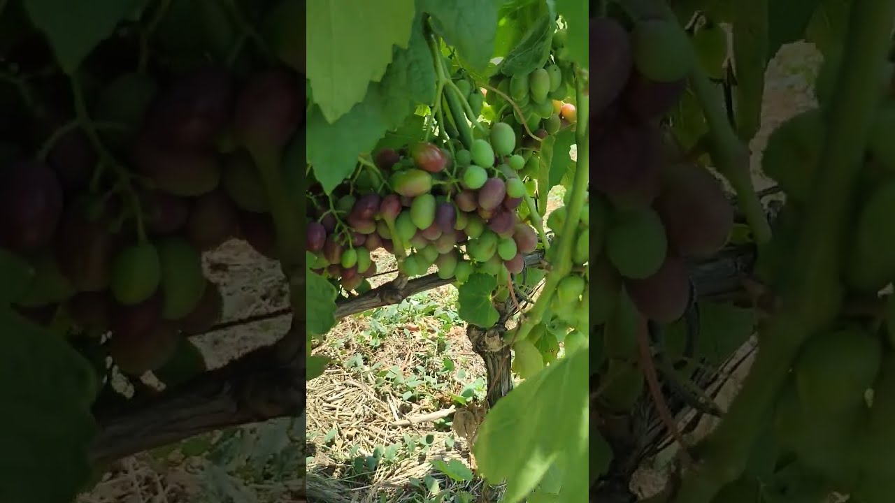 Саженцы Винограда Каталон Купить В Крыму
