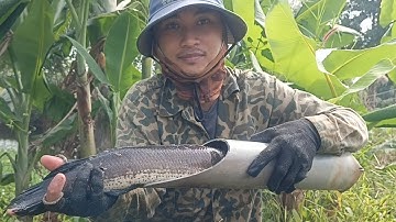 P1 thăm lờ cá bị mất 11c lờ tặc quá lợi hại rồi/Ignoring all the giant fish