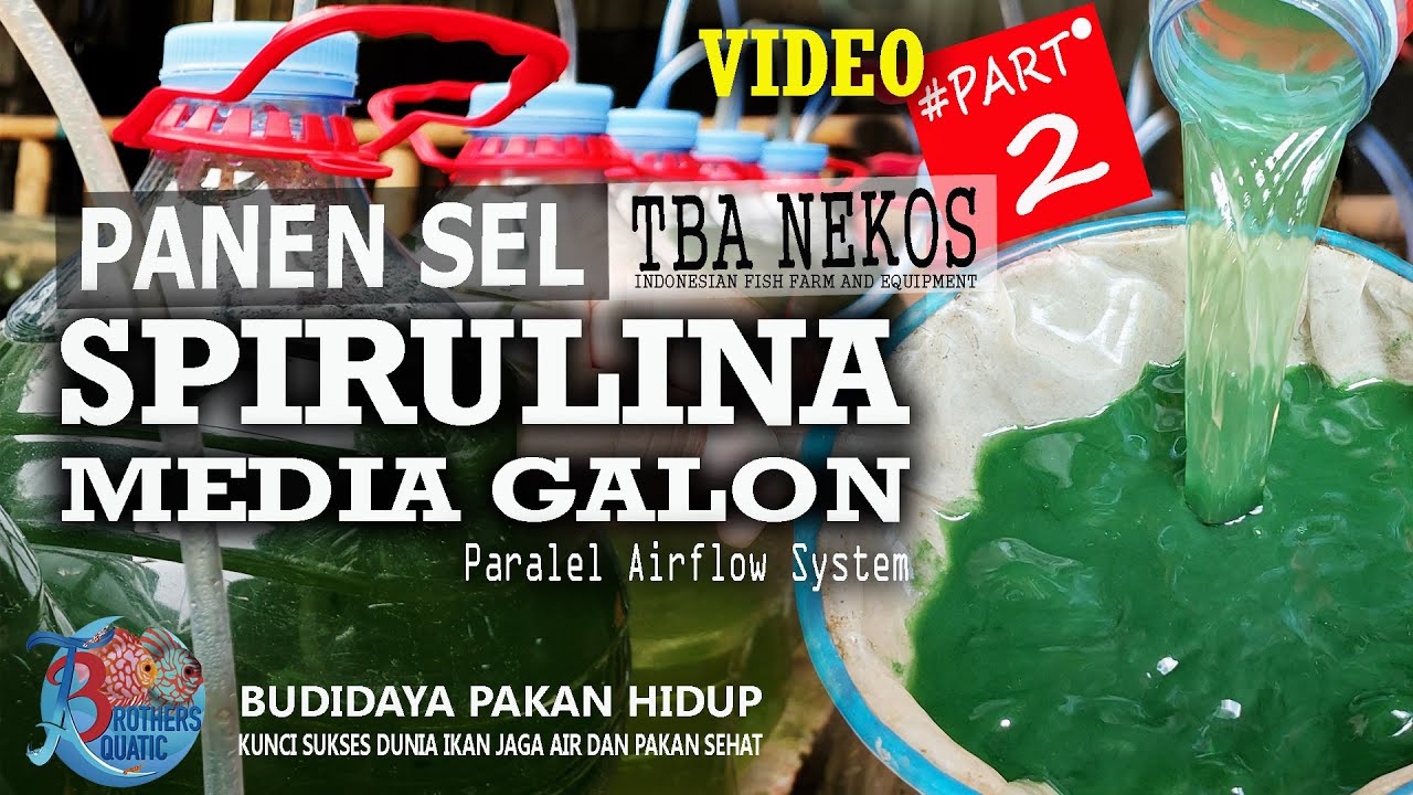 PROSES PANEN SPIRULINA MEDIA GALON By.TBA Nekos (ThreebrothersAquatic)
