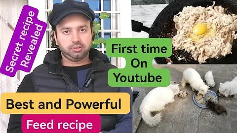 Video 6835941: persian cat feeding kittens