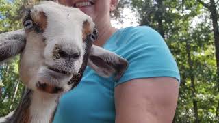 My Sweet Baby Goat, Carlee Grace, Has Beautiful Blue Eyes And Is So Sweet.