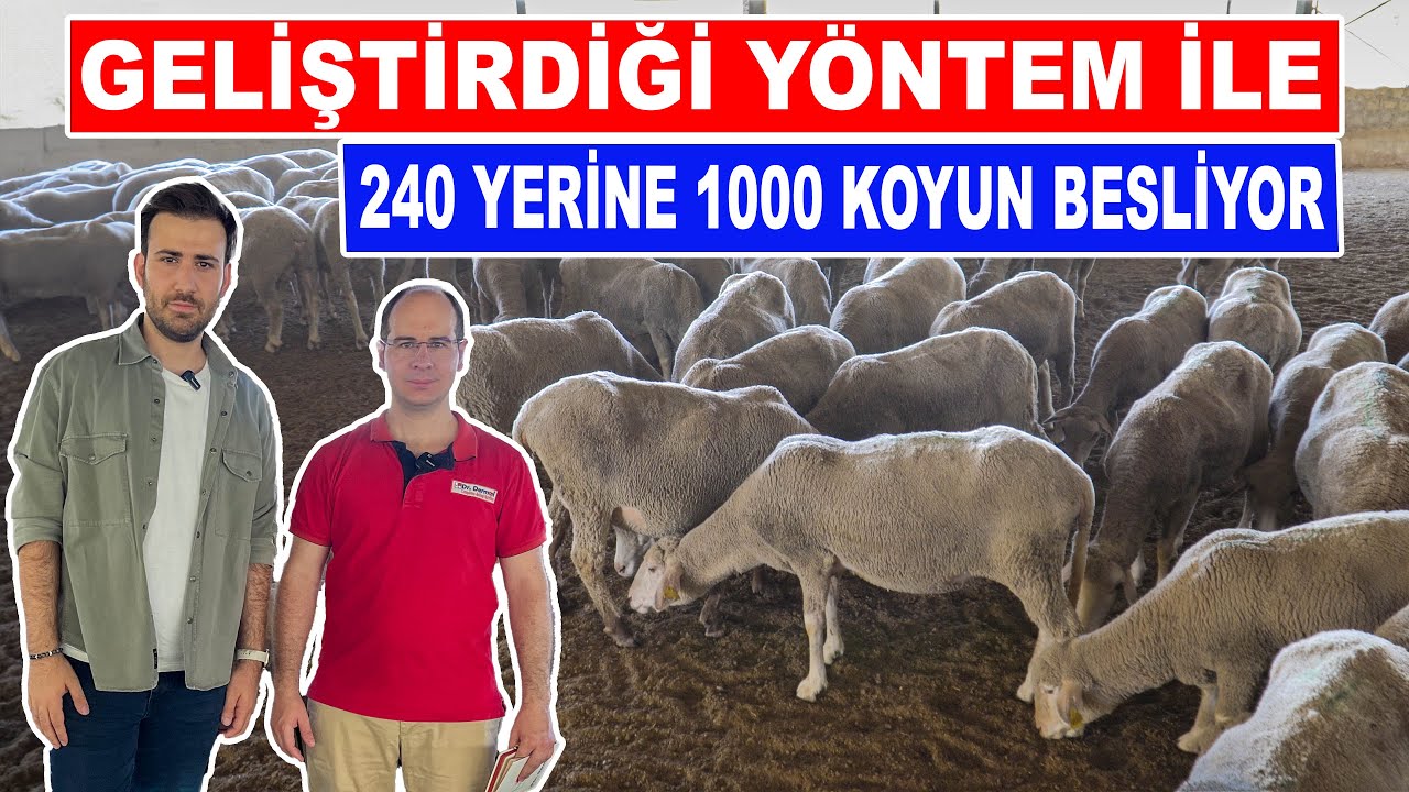 Geliştirdiği yöntem ile 240 yerine 1000 koyun besliyor | Trakya damızlık koyun çiftliği