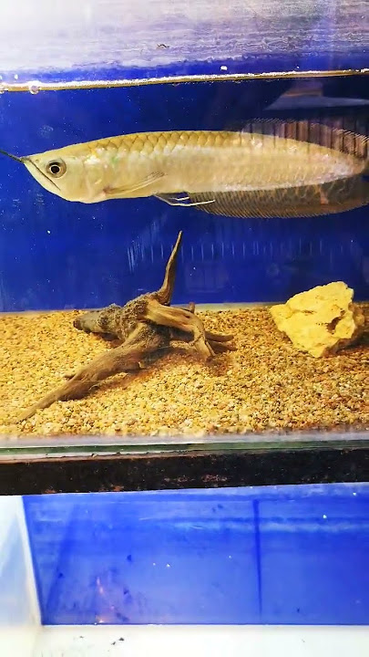 12 Inches Imported Arowana Indonesia