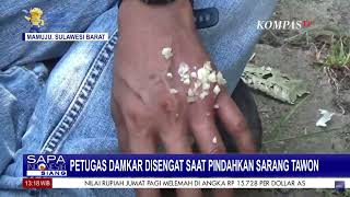 Petugas Damkar Diserang Kawanan Tawon saat Berusaha Pindahkan Sarang Tawon