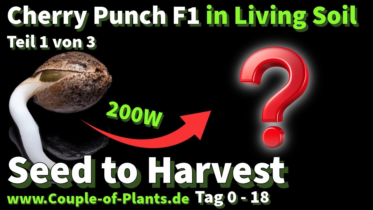 Sämlings- & Wachstumsphase - Cherry Punch F1 in Living Soil ; 100% organischer Grow Couple of Plants