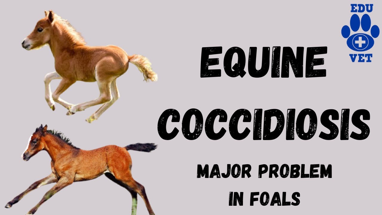 Equine CoccidiosisVeterinary Parasitology YouTube