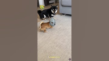 🐶Tiny Monster vs Big Coward🤣 쫄보 대형견의 최후 #funny #shorts #dog #dogshorts #laugh #reels #animals #humor