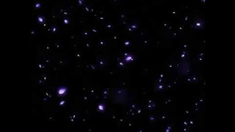 Hiệu ứng video cánh hoa rơi màu tím - link mình để mô tả và cmt nhé các bạn -