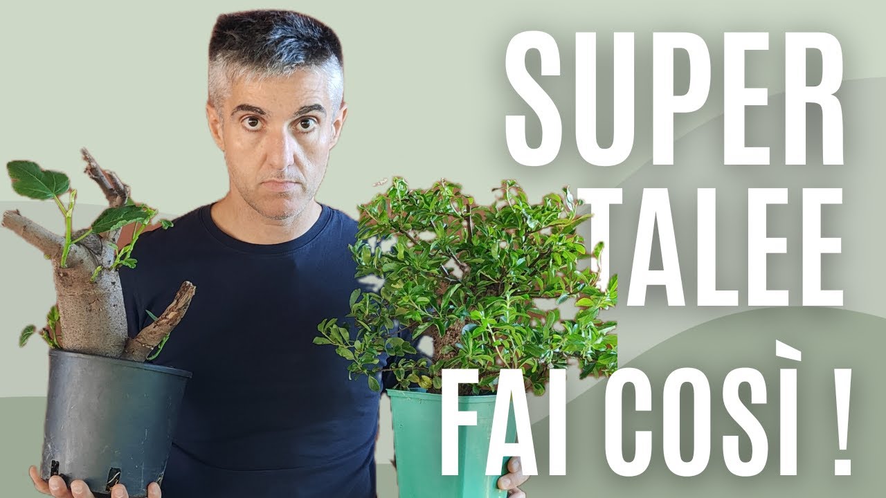 COME FARE un BONSAI da ZERO, RADICAZIONE TALEE con il METODO della BUSTA