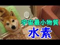 水素風呂初体験パパと興味津々柴犬まめ