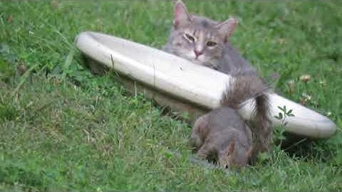 squirrel encounters catnip addicts