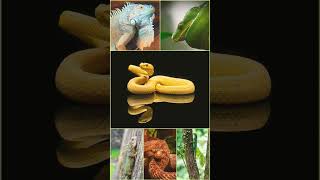 ³ 🦎🐍 Amphisbaenians, Lizards, Snakes (Order Squamata)