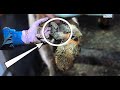 HUGE GROWTH on COWS HOOF ... TRIMMING DEW CLAWS | The Hoof GP