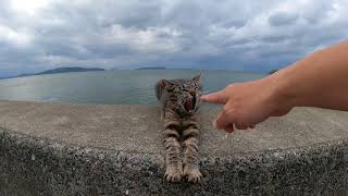 Yawning Stray Cat at Beach | Cute Cat by OnlyCats101 6 views 2 years ago 31 seconds