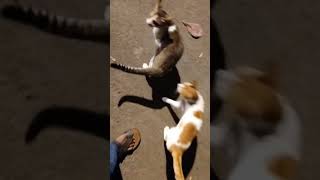 This Sweet Street Cats Are Very Cold And Hungry