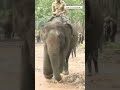 World Elephant Day: Special treats for elephants at Sakrebyle camp