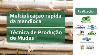 Multiplicação rápida da mandioca - Técnica de Produção de Mudas