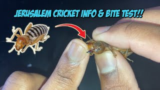 Jerusalem Cricket Info & Bite Test!!