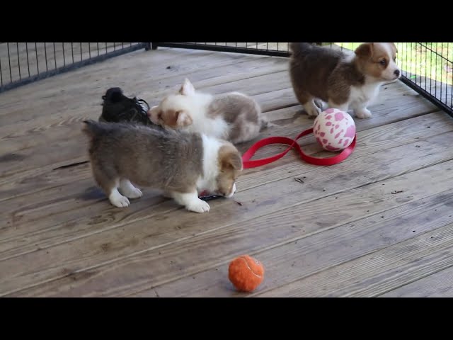 Pansy video thumbnail