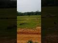 🇧🇩 বাংলাদেশের ট্রেন যাত্রা 🚆 | Beautiful Train Journey in Bangladesh 🌍 #Shorts
