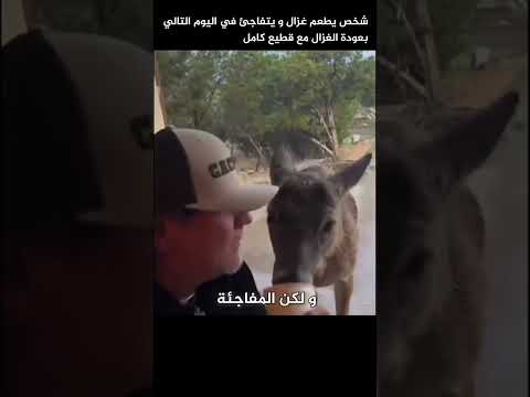 شخص يطعم غزال و يتفاجئ بعودته في اليوم التالي !!!