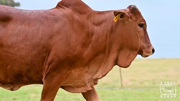 LOT 16 | DOC23-99 | Hazel