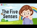 Human Senses and Their Functions
