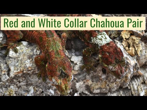 pine-island-mniarogekko-chahoua-pair:-petra-and-oscar-(white-collar)