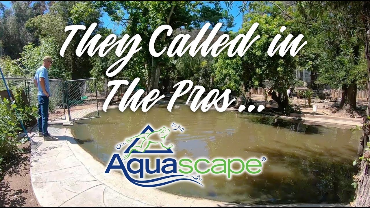 Wildlife Waystation Pond Begins! Alligators, Tigers and Chimps oh my!