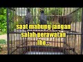 perawatan jalak saat mabung