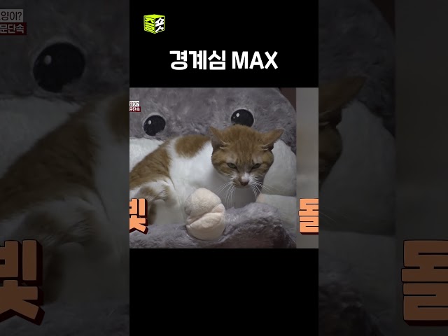크림이의 옷장 문단속????#TV동물농장 #우와한비디오 #우와비 #shorts