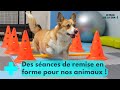 Rducation et remise en forme  nos animaux aussi   le mag de la sant