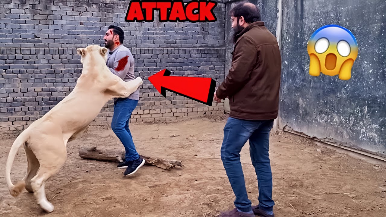 Diana Nay Attack Kar Diya 🦁😲