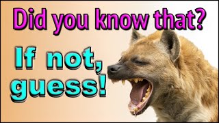 Hyenas! Guessing Game: Expand your general knowledge with our exciting multiple choice quiz!