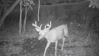 5 Summer Whitetail Buck Scouting Lies