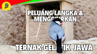 Download Lagu Cara MUDAH Ternak Burung Gelatik Jawa Yang LANGKA \u0026 MENGGIURKAN! MP3 Download Lagu Cara MUDAH Ternak Burung Gelatik Jawa Yang LANGKA \u0026 MENGGIURKAN! MP3