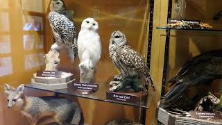 Animals Of Starved Rock State Park & Visitors Center Tour - Utica Il