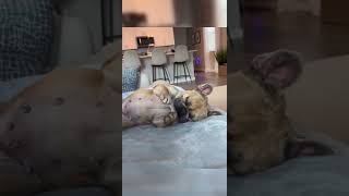 Funny Dogs #Funny #Cute #Dogs #Trending #Pets #ForYou #TikTok