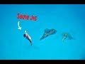 Schools of Squid in Clear Water and Herring on Soft Plastic - Kangaroo Island Kayak Fishing