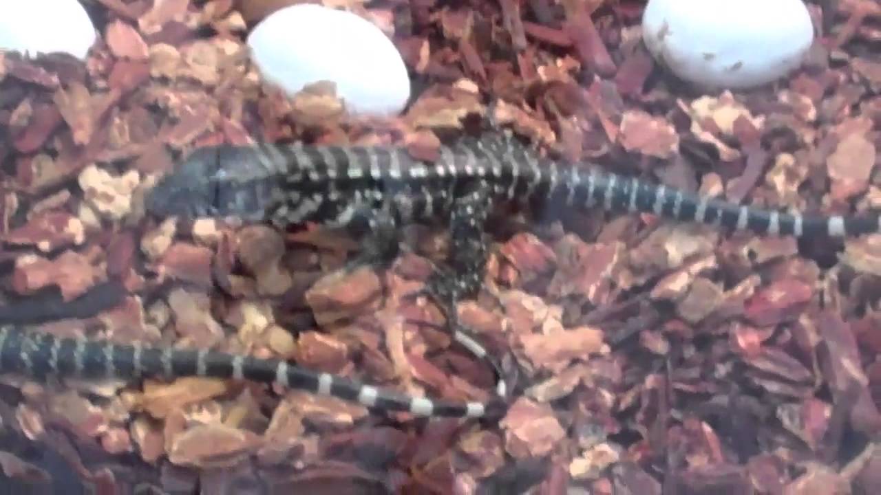 tarantula spider UNDERGROUND REPTILES AT DAYTONA EXPO 2012