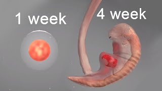 9 Months - Pregnancy Simulator Week-by-week - Gameplay Android, iOS