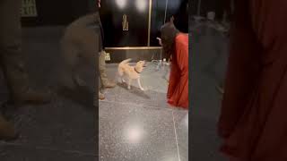 Download Lagu Salma Hayek's Love for Dogs is so adorable!! MP3 Download Lagu Salma Hayek's Love for Dogs is so adorable!! MP3
