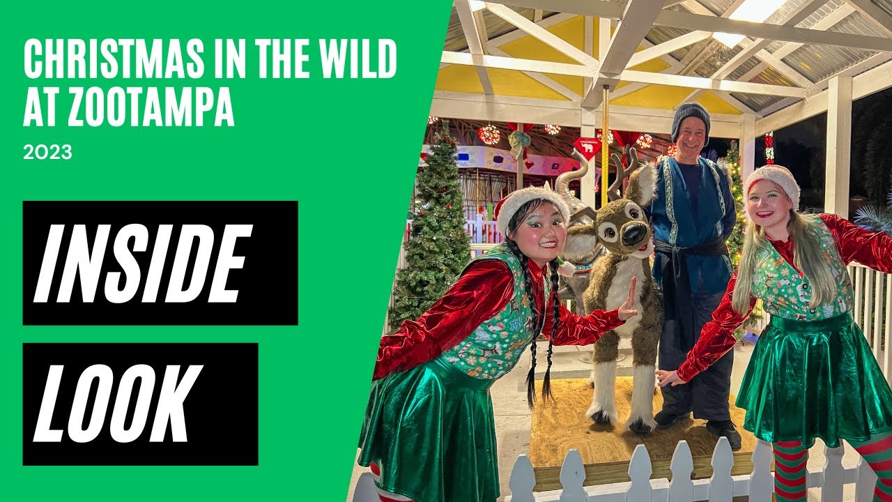 INSIDE LOOK Christmas in the Wild at ZooTampa 2023 YouTube